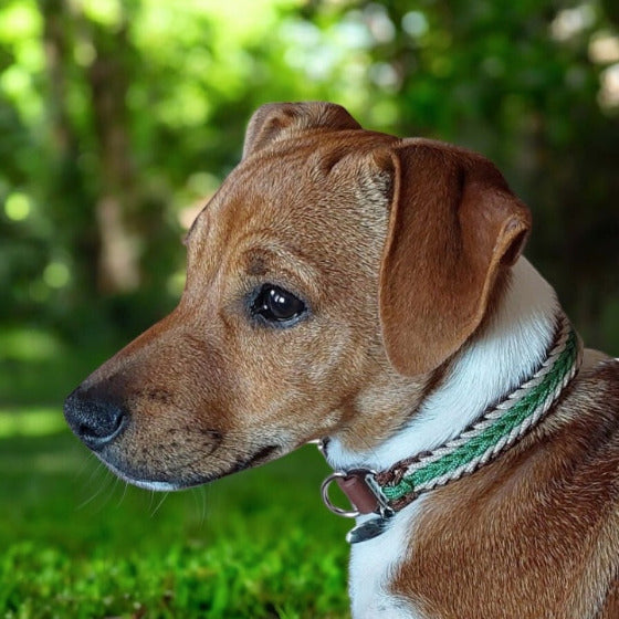 Ein Jack Russel steht im Wald und trägt ein Hundehalsband in grün braun und creme